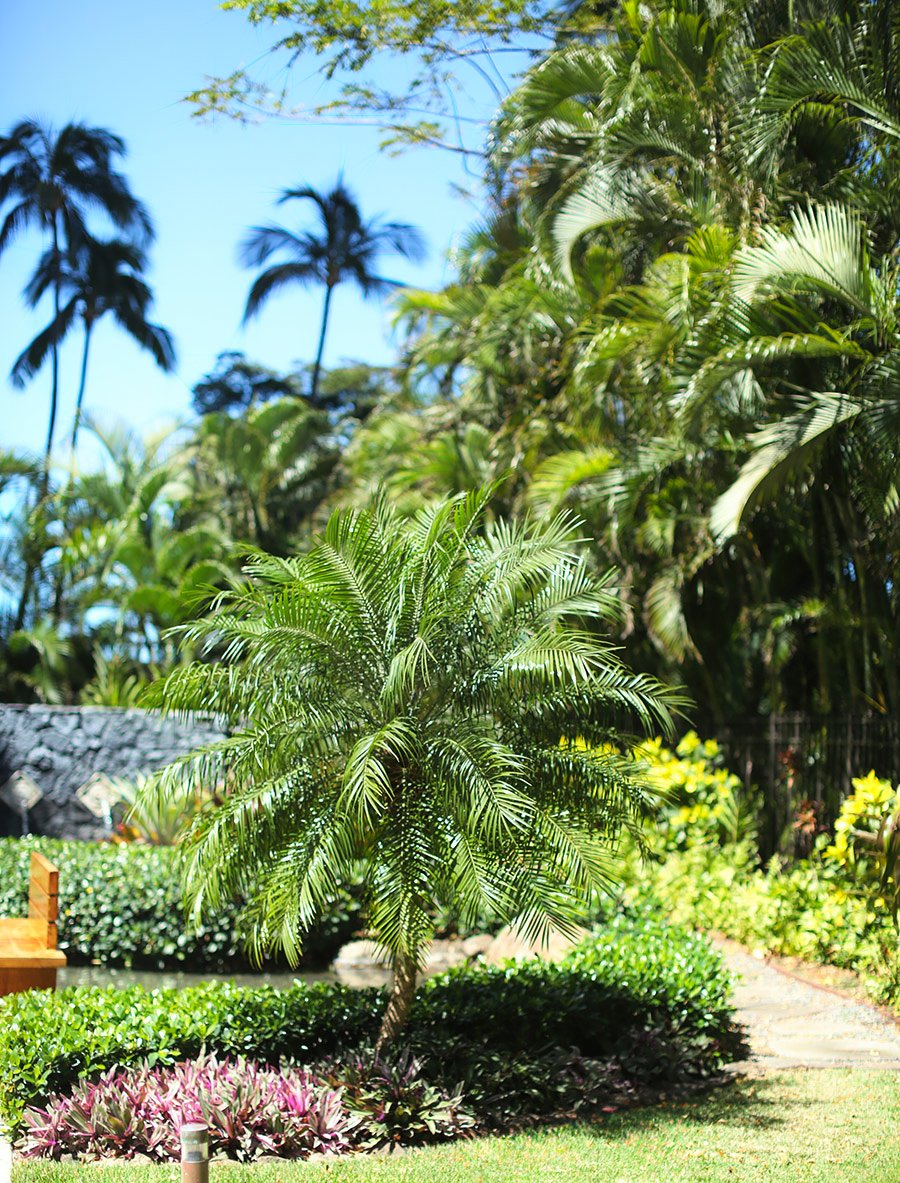 View of Elite Waikiki Condominiums - Ultimate Innovations Inc.