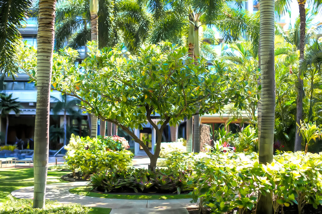 Elite Waikiki Condominiums - Landscape Maintenance - Ultimate Innovations, Honolulu, HI