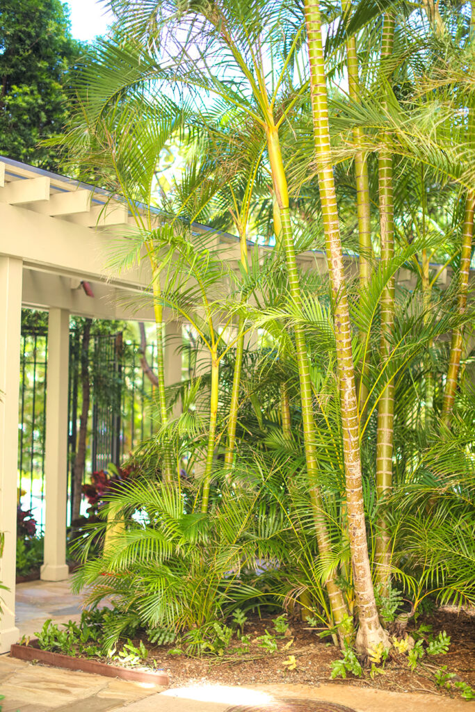 Curated visual reference: Picture Idea: Elite Waikiki Condominiums