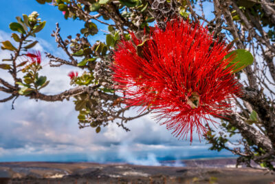 ʻōhiʻa (Metrosideros polymorpha) tree with blooming flowers - Ultimate Innovations - Hawaii