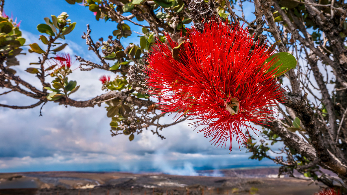ʻōhiʻa (Metrosideros polymorpha) tree with blooming flowers - Ultimate Innovations - Hawaii