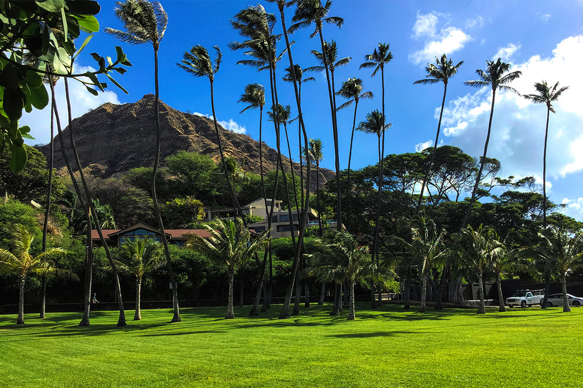 Tree Services - Ultimate Innovations - Honolulu, HI